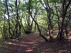 Forêt claire de hêtres en bordure du plateau sommital